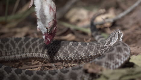 Massasauga-rattlesnake-striking-prey-in-extreme-slow-motion