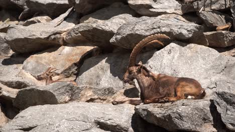 Big-ibex-sitting-on-the-rock-trying-to-sleep