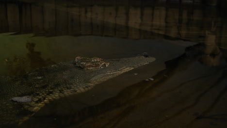 Nile-crocodile-disappearing-under-a-dock