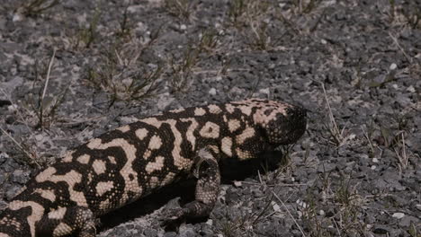 Gila-monster-close-up-crawling-in-the-desert-slow-mo