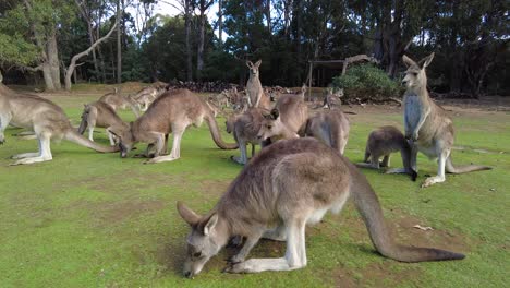 Group-of-kangaroos-sitting-around-and-standing-up