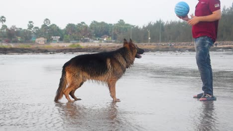 Aggressive-young-German-shepherd-dog-barking-and-playing-with-owner-on-beach-in-playful-mood-and-happy-mood-|-German-shepherd-dog-playing-on-a-beach-with-owner-or-trainer-Mumbai,-15-03-2021