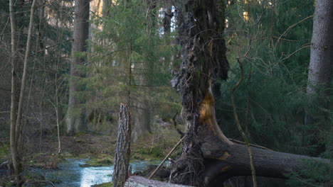 Upward-tilt-along-old-pine-trees-by-still-creek-in-forest-in-Finland