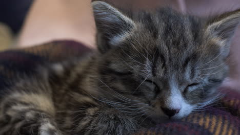 Striped-Tabby-Kitten-Sleeping-On-Blanket