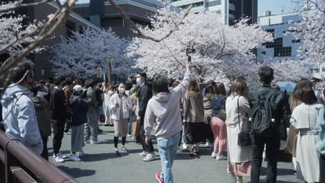 Man-Taking-Videos-with-a-Gimbal-During-Hanami-at-the-Meguro-River-in-Tokyo-Japan