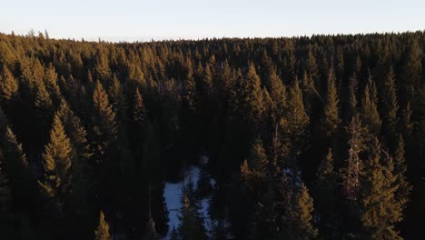 Drone-shot-flying-low-over-trees-in-British-Columbia,-Canada