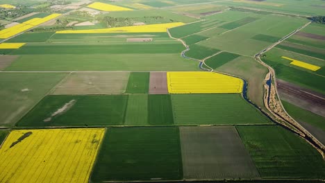 Aerial-birdseye-flight-over-blooming-rapeseed-field,-flying-over-yellow-canola-flowers,-idyllic-landscape,-beautiful-nature-background,-drone-shot-moving-backwards-high-altitude