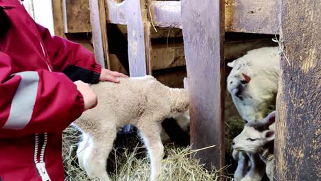 Small-hand-of-young-girl-cuddling-and-stroking-cute-lamb-before-leaving-back-inside-to-mother-sheep-and-siblings