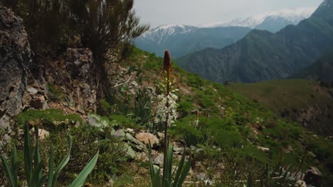 Eremurus-Planta-Montañas-De-Uzbekistán