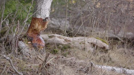 Swedish-birch-tree-chewed-up-by-a-Eurasian-beaver,-static-wide-shot