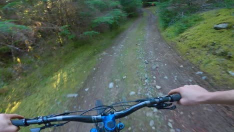 Point-of-view-shot-of-man-riding-mountain-bike-downhill-on-a-trail-between-pine-tree-forest