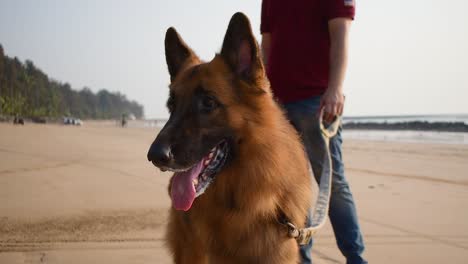 Young-German-shepherd-dog-close-up-shot-standing-with-owner-on-beach-with-a-neck-belt-holding-in-hands-|-Young-playful-German-shepherd-dog-curiously-watching-something-and-standing-with-owner