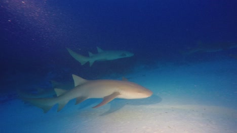 Tiburón-Nodriza-Nadando-Sobre-La-Arena-Al-Atardecer-En-Las-Maldivas