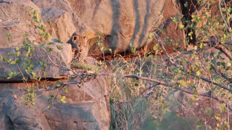 Einsames-Afrikanisches-Leopardenjunges-Sitzt-Auf-Sonnigen-Morgenfelsen-In-Der-Nähe-Der-Höhle