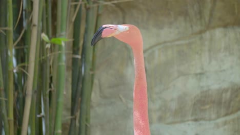 Nahaufnahme-Eines-Rosafarbenen-Flamingokopfes,-Der-In-Alle-Richtungen-Starrt