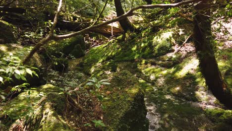 Forest-Floor-of-Shiratani-Unsuikyo,-Mossy-Rocks-in-Creek,-Yakushima-Japan