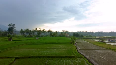 Aerial-view-of-rural-landscape-showing-watery-paddy-fields-during-cultivation