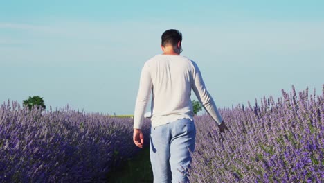 Rear-View-Of-Man-Walking-And-Touching-Lavender-Flowers-In-The-Field---wide-shot