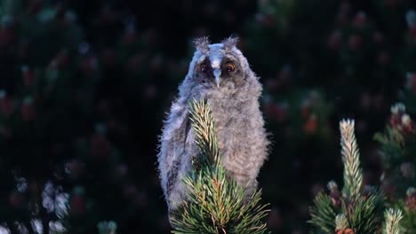 Baby-long-eared-owl-perched-on-top-of-pine-tree-branch-looking-at-camera