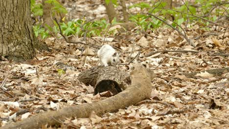 Weißes-Albino-eichhörnchen,-Das-Nahrung-Auf-Baumstamm-Im-Wald-Sucht,-Statische-Wildtieraufnahme