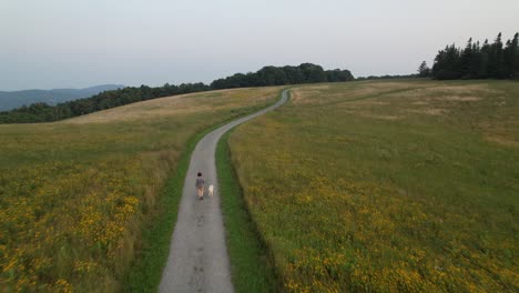 lady-walks-white-labrador-dog-on-trail-of-flowers,-meadow