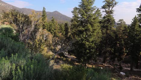 Hiking-Trails-at-Mount-Charleston-Nevada-in-Vertical-Panorama