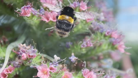 Bumble-bee-crawling-around-pink-flowers-Echium-wildpretii-tower-of-jewels-in-slow-motion