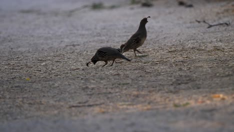 Quails-wandering-on-a-dirt-trail-looking-for-food-at-dusk