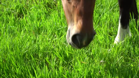 Good-pasture-contains-most-of-the-nutrition-a-horse-requires-to-be-healthy