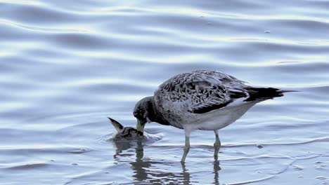 Juvenile-Olrog’s-gull-bites-at-dead-fish-in-shallow-water,-close-view