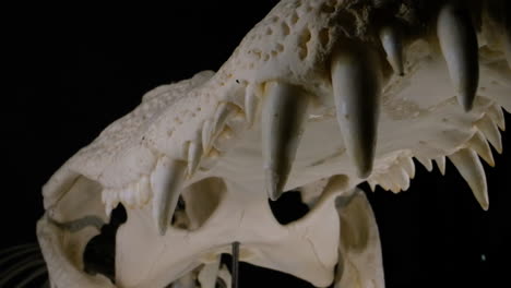 Crocodillian-bite-skeleton-teeth-macro-close-up