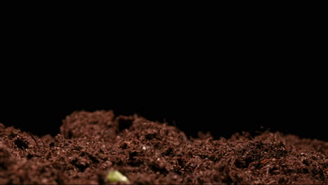 TIME-LAPSE---Peas,-vegetables,-sprouting-in-soil,-studio,-black-background