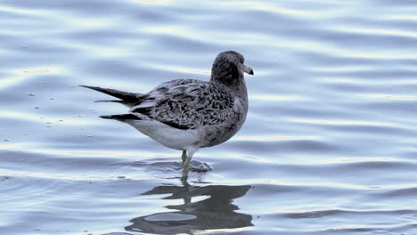 Close-Up-Of-A-Young-Olrog's-Gull-Walking-In-The-Sea