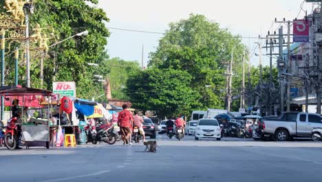 Urban-wildlife,-an-individual-seen-in-the-middle-of-a-busy-street-then-crosses-with-others-in-Lopburi,-Thailand,-Long-tailed,-Macaque-Macaca-Fascicularis,-loitering-and-crossing-busy-road