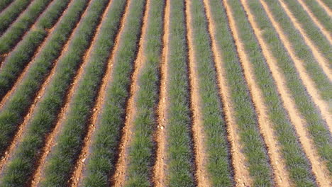 Cultivo-De-Agricultura-De-Campo-De-Lavanda-En-La-Meseta-De-Valensole,-Francia