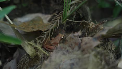 Japanischer-Brauner-Frosch-Auf-Waldboden,-Regalfokus-Und-Zeitlupensprung