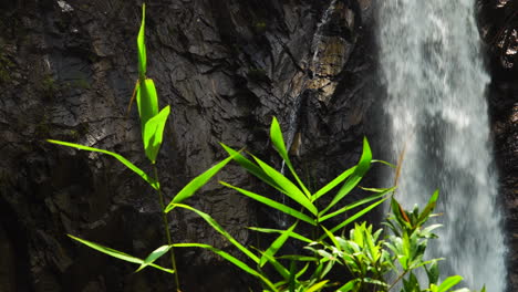Grass-sway-on-wind-in-front-of-TaGu-Waterfall-in-Vietnam
