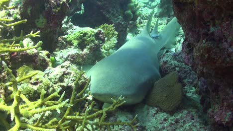 Nurse-shark--lying-on-tropical-coral-reef