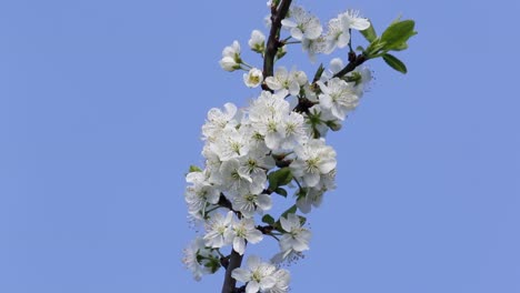 Plum-Blossom-in-Spring-against-a-blue-sky
