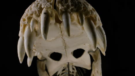 Crocodile-skull-close-up-on-teeth-macro