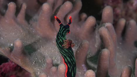 Grüne-Tiger-Nacktschnecke,-Die-Auf-Den-Philippinen-über-Ein-Korallenriff-Kriecht