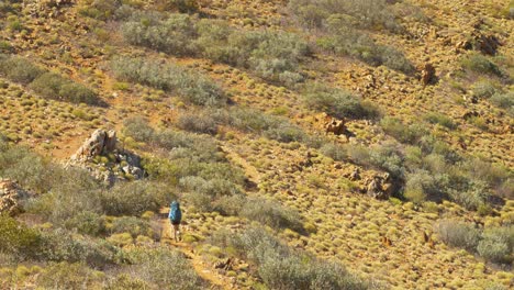 Hiker-walks-through-desert-bush-landscape,-Central-Australia