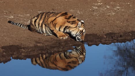 Durstiger-Bengalischer-Tiger-Trinkt-Aus-Dem-Wasserloch-Mit-Goldener-Reflexion