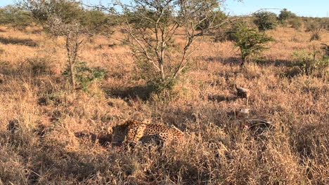 Golden-evening-light-reveals-cheetah-and-cute-cubs-at-antelope-carcass