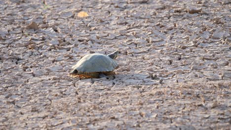 Turtle-blinks-sitting-in-a-dried-up-pond-during-a-drought-in-the-Arizona-desert