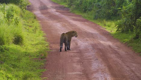 a-beautiful-cheetah-walks-along-the-road-of-the-African-savannah-against-the-background-of-green-bushes-on-a-safari