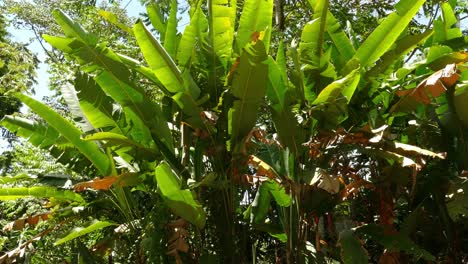 Frondoso-Dosel-De-árboles-De-Plátano-En-Bosque-Tropical,-Mediano,-Deslizando-A-La-Derecha