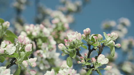 Close-up-of-bright-and-blooming-apple-blossom-branches