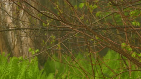 House-wren-bird-fly-away-from-tree-branch,-forest-background
