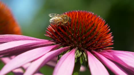 Macro-shot-of-wild-bee-collecting-nectar-of-beautiful-flower-in-nature,slow-mo